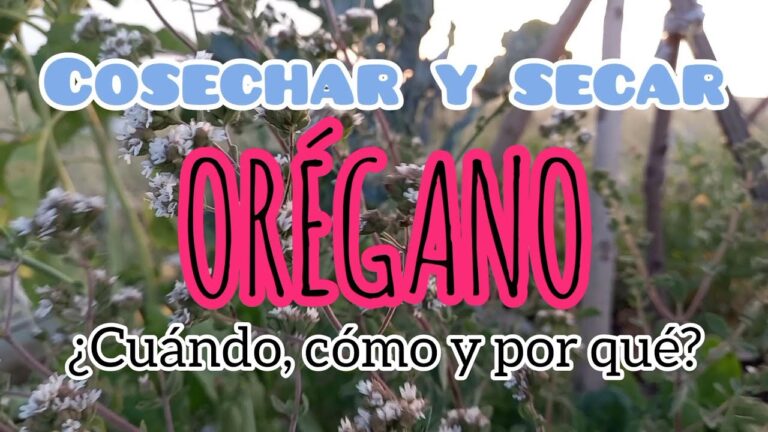 Gu&iacute;a para Comprar Productos Org&aacute;nicos en Jarandilla de la Vera